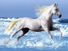 نخ و ونقشه و لوازم کامل آماده بافت تابلو فرش طرح اسب سفید دونده در ساحل - کد 1582