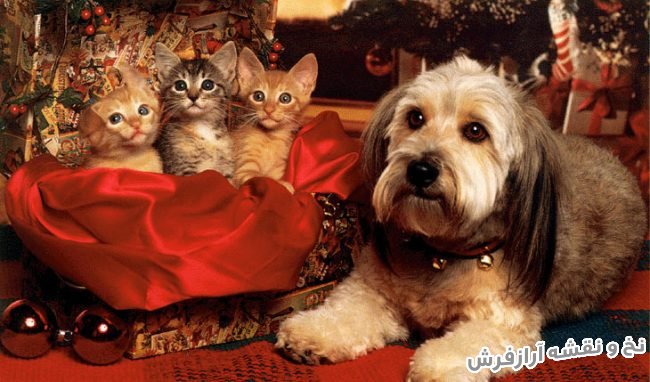 نخ و نقشه اماده بافت تابلو فرش طرح فانتزی سگ و گربه - کد 1578
