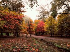 فروش اینترنتی نخ و نقشه تابلو فرش طرح منظره پاییزی جنگل با رنگبندی چشم نواز کد 2425